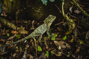 Australian Water Dragon