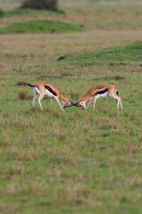 Gazelle de Thomson