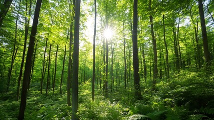 Obraz premium Serene Sunlight Filtering Through Lush Green Forest Leaves in a Peaceful Environment