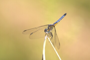 dragonfly on a branch
