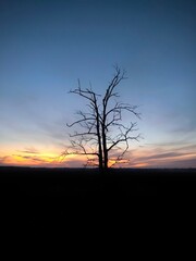 Naklejka premium lonely tree in a field at a bright sunset. Isolated tree at the edge of the frame. Colorful beautiful sunset over the field. Vertical natural background.