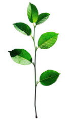 Vibrant Green Leaves on a Dark Background