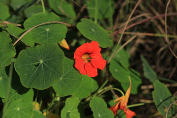 red flower in the garden