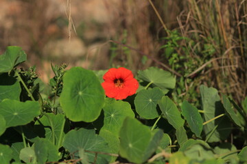 poppy flower in the field