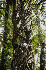 Strangler fig in Australia