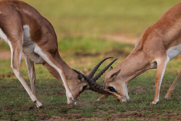 Gazelle de Thomson