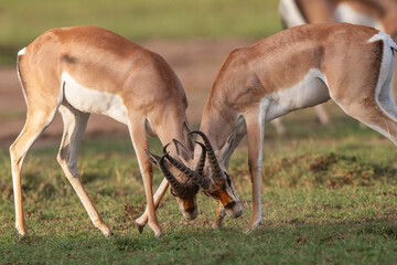 Gazelle de Thomson