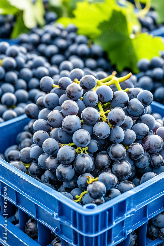 Poster clusters of dark blue grapes are artfully organized in crates, highlighting their glossy sheen and s