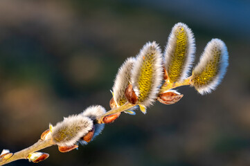 pussy willow catkins in spring
