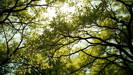 Obraz premium Connection between trees and wind is demonstrated through movement of leaves and branches symbolizin