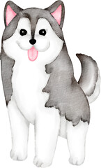 siberian husky dog © Je