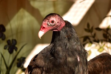 Turkey vulture bird buzzard head 