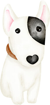bull terier dog
