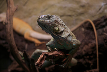 Reino Animal - Iguana