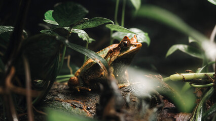 Reino Animal - Rana Cornuda