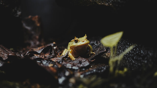 Reino Animal - Rana Cornuda