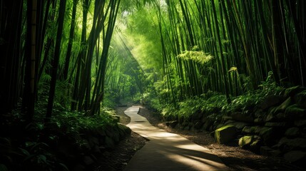Fototapeta premium enchantment bamboo rainforest