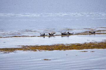 Along the rugged Scottish coast, a group of seals lounges peacefully on the sandy shore, basking in the crisp sea breeze. Their sleek bodies rest undisturbed, blending with the wild, untamed beauty