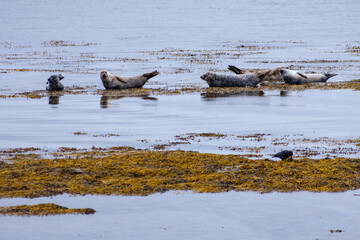Along the rugged Scottish coast, a group of seals lounges peacefully on the sandy shore, basking in the crisp sea breeze. Their sleek bodies rest undisturbed, blending with the wild, untamed beauty