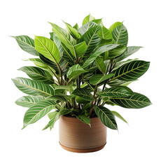 Green Pot Plant On White Background	