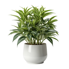 Green House Plant In Pot Isolated On Transparent Background	