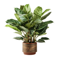 Green Pot Plant Isolated On Transparent Background	