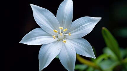 Fototapeta premium delicate star of bethleham