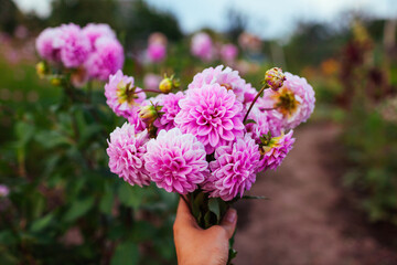 Farmer harvested bouquet of pink dahlia blooms. Gardener picked fresh flowers in summer field. Cut flower business