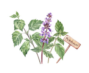 Watercolor illustration of Patchouli flower and leaves isolated on transparent background. Elegant and colorful illustration of the plant known as a perfect perfumery ingredient 