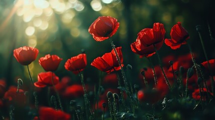 Obraz premium Red Poppies in the Golden Hour