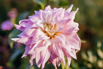 Close up of pink dahlia flowers blooming in summer garden. Floral landscape background