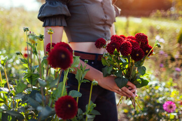 Gardener holding bouquet of burgundy dahlia blooms. Close up. Woman picking red pompon dahlia flowers. Top view