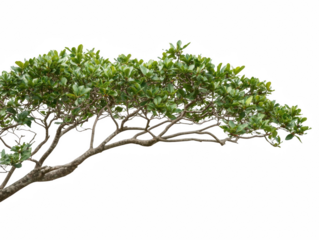 A tree with green leaves and a long branch. The branch is reaching out and the leaves are spread out
