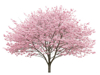 A large pink tree with pink blossoms. The tree is the main focus of the image and it is the only object in the picture. The pink color of the tree and the blossoms creates a sense of beauty