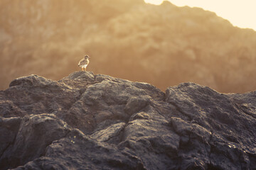A solitary bird perched on rugged rocks at sunset, bathed in golden light