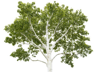 Obraz premium A large white tree with green leaves. The tree is the only thing in the image. The tree is tall and has a lot of leaves