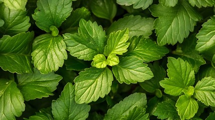 Lush green foliage texture, vibrant leaves background.