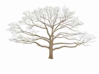 A large tree with bare branches and no leaves. The tree is in the middle of a white background