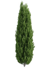 A tall green tree with no leaves. The tree is standing alone on a white background. The tree is very tall and has a very thin trunk