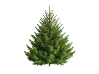 A tall green tree with a triangular shape. The tree is the only object in the image. The tree is the main focus of the image and it is the only thing that is visible