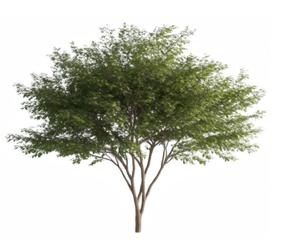 A large tree with green leaves stands alone on a white background. The tree is the main focus of the image, and its size and color make it stand out against the white background