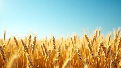 Fototapeta premium Golden Wheat Field Under Clear Blue Skies on a Sunny Day
