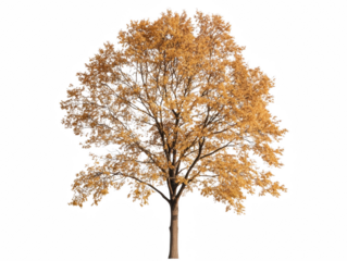 A tree with yellow leaves stands alone on a white background. The tree is bare and has no leaves, giving it a lonely and desolate appearance