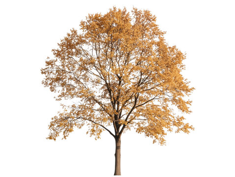 A tree with yellow leaves stands alone on a white background. The tree is bare and has no leaves, giving it a lonely and desolate appearance