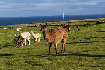 Luxury meets nature: high-quality alpaca wool from ethically raised red, white, and black alpacas...