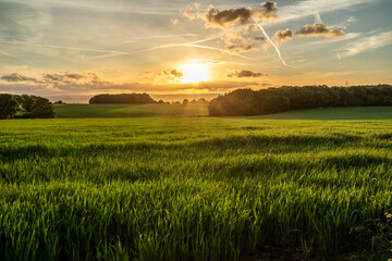 sunset over the field