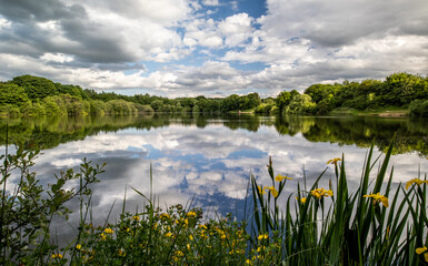summer landscape with lake
