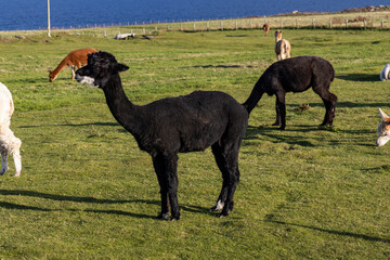 Luxury meets nature: high-quality alpaca wool from ethically raised red, white, and black alpacas...