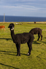 Luxury meets nature: high-quality alpaca wool from ethically raised red, white, and black alpacas in a pristine, green environment. A fusion of sustainable fashion, well-being, and premium craftsmansh