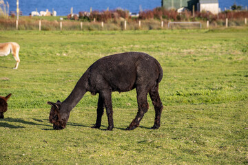 Luxury meets nature: high-quality alpaca wool from ethically raised red, white, and black alpacas in a pristine, green environment. A fusion of sustainable fashion, well-being, and premium craftsmansh